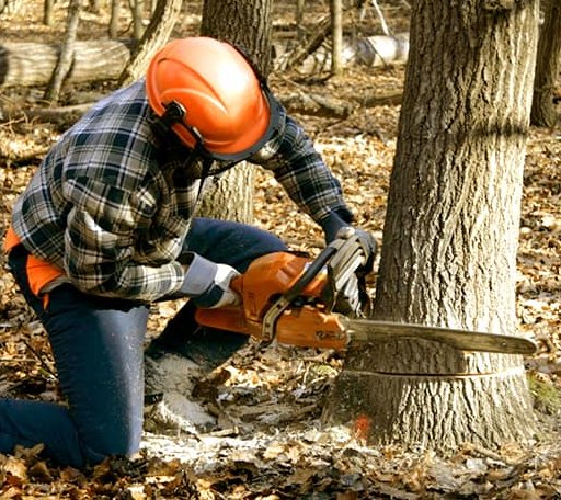 Tree Removal in Shannon, MS